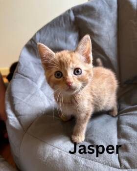 Jasper -  Domestic Short Hair Cat for Adoption in Leonardtown, Maryland - Jasper | PetCurious