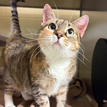 Domestic Short Hair Cats Available for Adoption in Concord, North Carolina - Janice | PetCurious