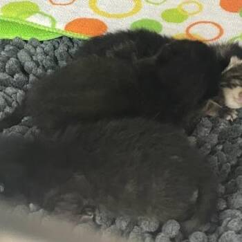 0737-C26 -  Domestic Short Hair Cat for Adoption in Port Charlotte, Florida - 0737-C26 | PetCurious