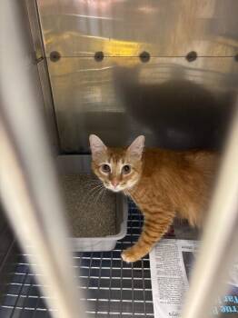 Domestic Short Hair Cats Available for Adoption - Cricket | PetCurious