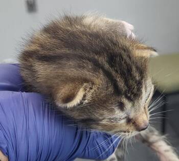 Pen 3 Maple -  Domestic Short Hair Cat for Adoption in Lawrenceville, Georgia - Pen 3 Maple | PetCurious