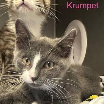 Krumpet -  Domestic Short Hair Cat for Adoption in Knoxville, Tennessee - Krumpet | PetCurious