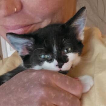 Georgie (Kristens) -  Domestic Short Hair Cat Available for Adoption in Hernando, Mississippi - Georgie (Kristens) | PetCurious