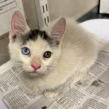Bowie -  Domestic Short Hair Cat for Adoption in Yuma, Arizona - Bowie | PetCurious