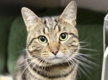 Domestic Short Hair Cats Available for Adoption - Wallace | PetCurious