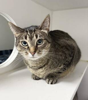 Vida ~ Would love to be adopted with sister Bessie! -  Domestic Short Hair Cat for Adoption in Rochester, Indiana - Vida ~ Would Love To Be Adopted With Sister Bessie! | PetCurious