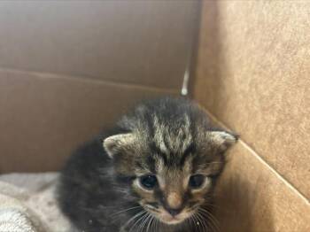 BABY BURRITO -  Domestic Short Hair Cat for Adoption in Grand Prairie, Texas - BABY BURRITO | PetCurious