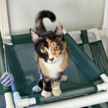 Calliope -  Domestic Medium Hair and Domestic Short Hair Cat for Adoption in Honolulu, Hawaii - Calliope | PetCurious