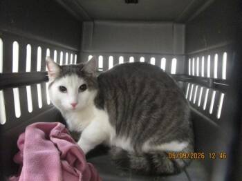 Domestic Short Hair Cats Available for Adoption in Marietta, Georgia - Sweater (631) | PetCurious