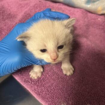 Messi -  Domestic Short Hair Cat for Adoption in Council Bluffs, Iowa - Messi | PetCurious