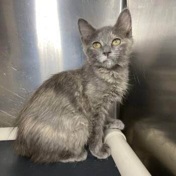 Francesca -  Domestic Short Hair Cat for Adoption in Roanoke, Virginia - Francesca | PetCurious