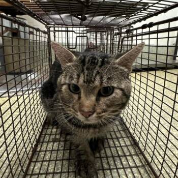 Lulu #2 -  Domestic Short Hair Cat for Adoption in San Gabriel, California - Lulu #2 | PetCurious
