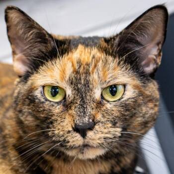 Domestic Short Hair Cats Available for Adoption in Kennebunk, Maine - Pebbles *Working Cat* | PetCurious