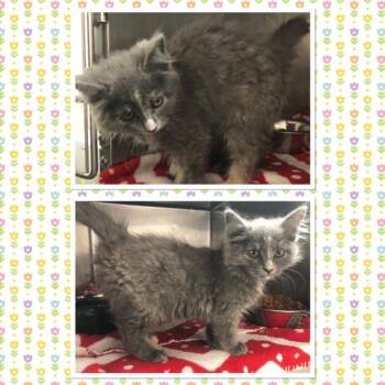 SAGO -  Domestic Long Hair Cat for Adoption in Buckhannon, West Virginia - SAGO | PetCurious