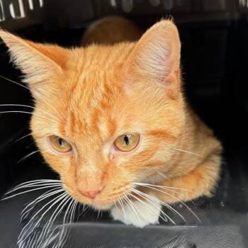 Tabby Cats Available for Adoption - Julius | PetCurious