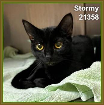 Stormy (612) -  Domestic Short Hair Cat for Adoption in Marietta, Georgia - Stormy (612) | PetCurious