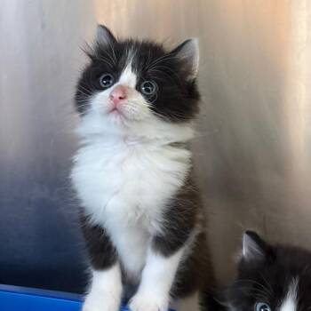 26-281 Frank -  Domestic Long Hair Cat for Adoption in North Branford, Connecticut - 26-281 Frank | PetCurious
