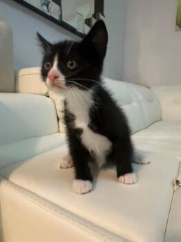 Rescue Tuxedo Cats for Adoption in Miami, Florida - Elric | PetCurious