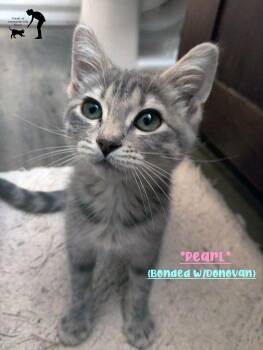 Pearl (Bonded w/Donovan) -  Domestic Short Hair Cat for Adoption in Centerville, Utah - Pearl (Bonded W/Donovan) | PetCurious