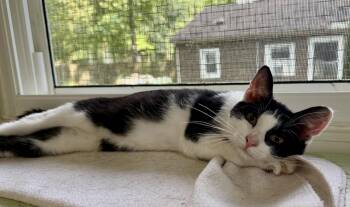 Buehler -  Domestic Short Hair Cat for Adoption in Ashland, Ohio - Buehler | PetCurious