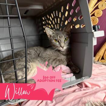 Willow -  Domestic Short Hair Cat for Adoption in Chattanooga, Tennessee - Willow | PetCurious