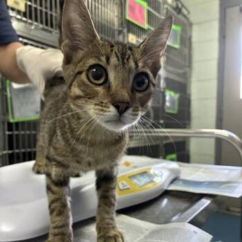 PLEIADES -  Domestic Short Hair Cat for Adoption in Pensacola, Florida - PLEIADES | PetCurious