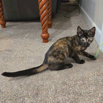 Graffiti -  Domestic Short Hair Cat for Adoption in Richmond, Virginia - Graffiti | PetCurious