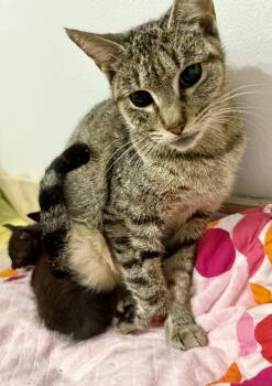 Rescue Domestic Short Hair Cats for Adoption in Boca Raton, Florida - Tabi Tri-Pod Tabby Girl | PetCurious
