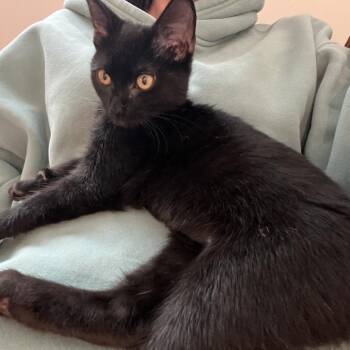 Miss Pibb -  Domestic Short Hair Cat for Adoption in Gainesville, Florida - Miss Pibb | PetCurious