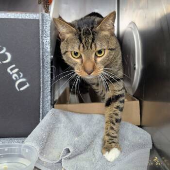 Rescue Domestic Short Hair Cats for Adoption in New York, New York - Ares | PetCurious