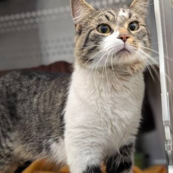 Paperweight -  Domestic Short Hair Cat for Adoption in Pittsburgh, Pennsylvania - Paperweight | PetCurious