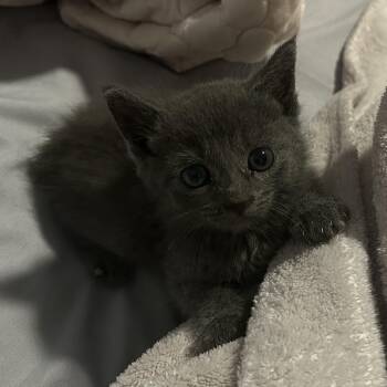 Jane -  Domestic Short Hair Cat for Adoption in Tulsa, Oklahoma - Jane | PetCurious