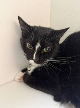 Domestic Short Hair Cats Available for Adoption in West Chester, Pennsylvania - Nymeria | PetCurious