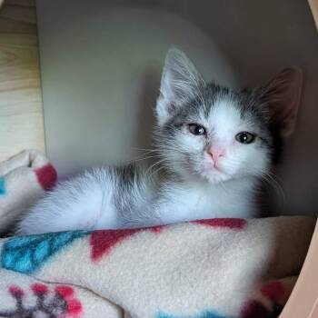 Domestic Medium Hair Cats Available for Adoption in Lexington, Kentucky - Thomas | PetCurious