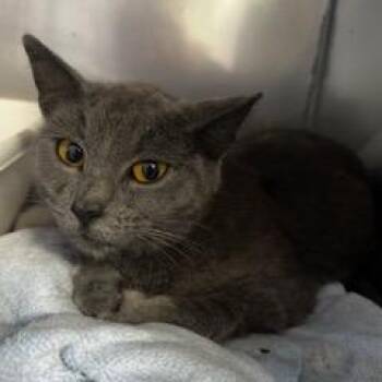 Naomi -  Domestic Short Hair Cat for Adoption in Grinnell, Iowa - Naomi | PetCurious