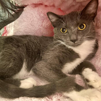 Rescue Domestic Short Hair Cats for Adoption in Las Vegas, Nevada - Mary-Kate | PetCurious