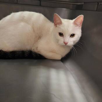 Mango Smoothie -  Domestic Short Hair Cat for Adoption in Charleston, West Virginia - Mango Smoothie | PetCurious