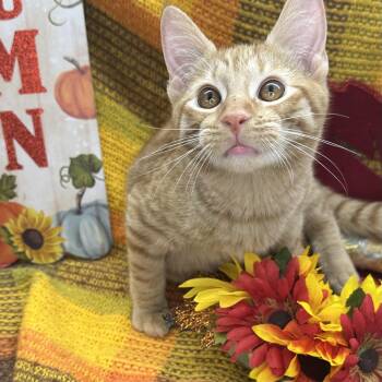 Rescue Tabby Cats for Adoption in Mount Vernon, Illinois - Candy Corn | PetCurious