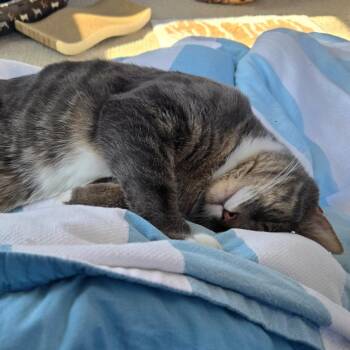 Domestic Short Hair Cats Available for Adoption - Mataeo | PetCurious