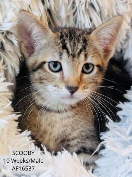 Scooby -  Domestic Short Hair Cat for Adoption - Scooby | PetCurious