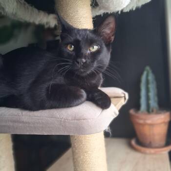 Paris -  Domestic Short Hair Cat for Adoption in Pittsburgh, Pennsylvania - Paris | PetCurious