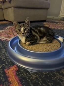 Biscotti -  Domestic Short Hair and Tabby Cat for Adoption in Ruskin, Florida - Biscotti | PetCurious