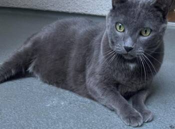 Goro (bonded with Yuki) -  Domestic Short Hair Cat for Adoption - Goro (bonded With Yuki) | PetCurious