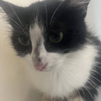 Domestic Short Hair Cats Available for Adoption in Columbiana, Alabama - Fractious Dottie | PetCurious