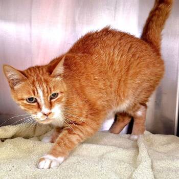 Mister -  Domestic Short Hair Cat for Adoption in Warrensburg, Missouri - Mister | PetCurious