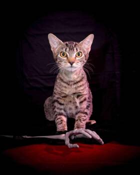 Gidget -  Domestic Short Hair Cat for Adoption in Jefferson, Louisiana - Gidget | PetCurious