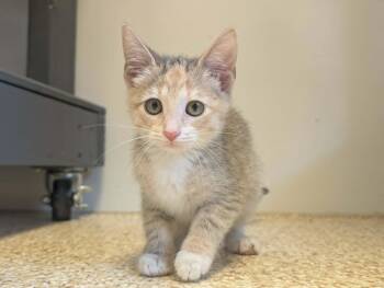 Sosa -  Dilute Calico Cat for Adoption in Waupun, Wisconsin - Sosa | PetCurious
