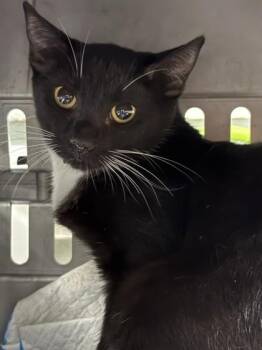 Deedee -  Domestic Short Hair Cat for Adoption in Gainesville, Florida - Deedee | PetCurious