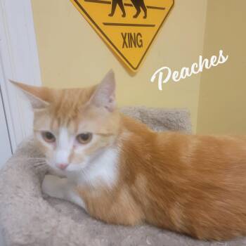 Peaches #loves-attention -  Tabby and Domestic Short Hair Cat for Adoption in Houston, Texas - Peaches #loves-attention | PetCurious
