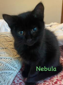 Nebula -  Domestic Short Hair Cat for Adoption in Topsham, Maine - Nebula | PetCurious